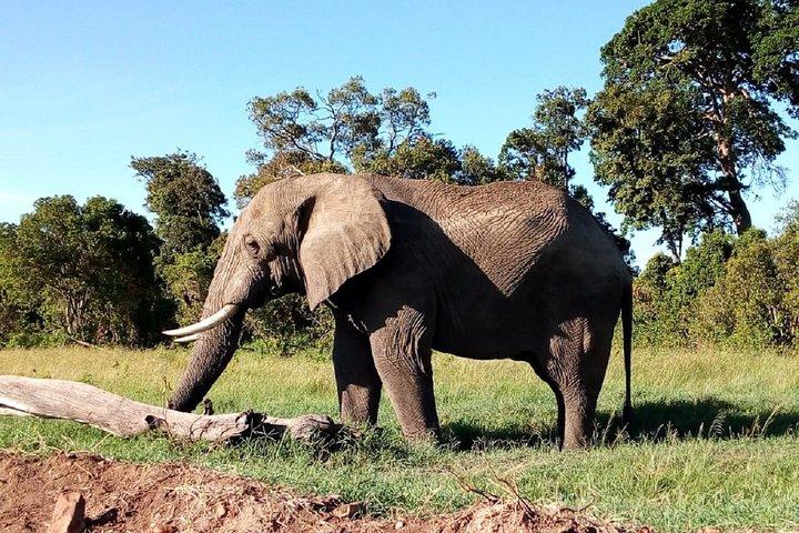 Amboseli National park Day trip:Mt kilimanjaro Views
