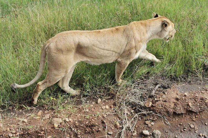 Amboseli National park Day trip:Mt kilimanjaro Views