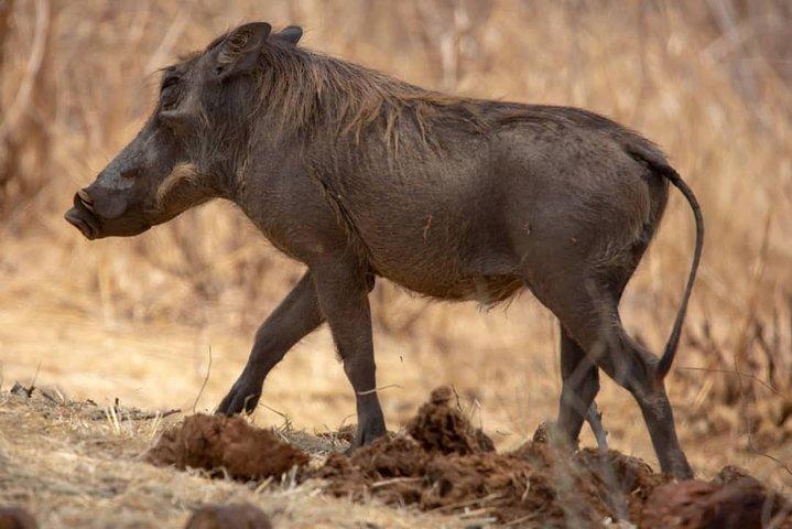 2 Days safari to Nyerere Nationals parks from Zanzibar