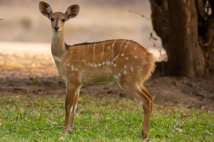 2 Days safari to Nyerere Nationals parks from Zanzibar