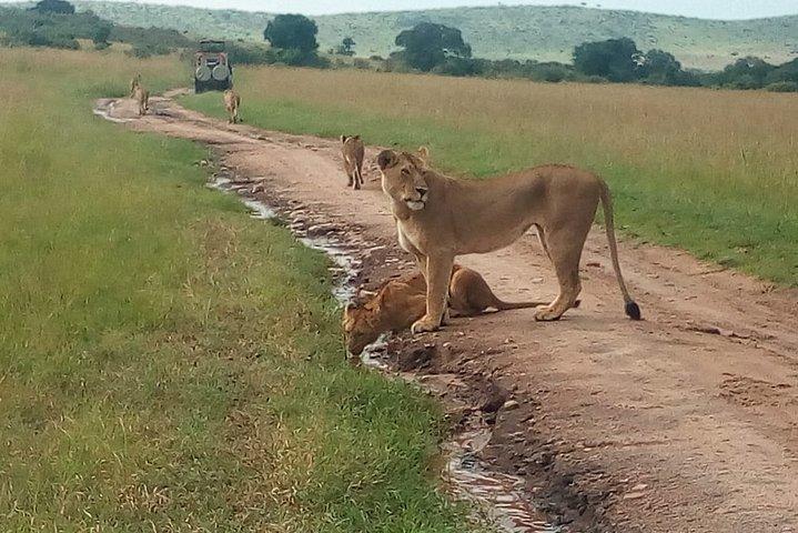 Mombasa & Diani: Group Day Trips to Tsavo Park