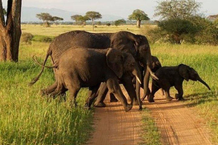 Tarangire National Park