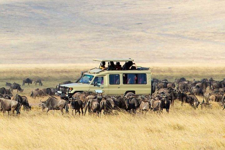 The Big 5 Safari