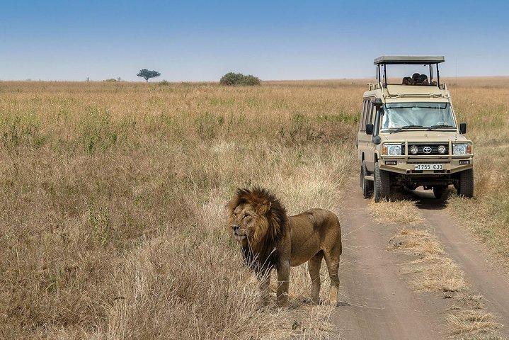 The Big 5 Safari