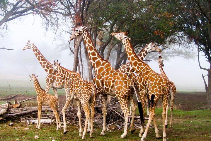 David Sheldrick Elephant Orphanage & Giraffe Center Guided Day Tour