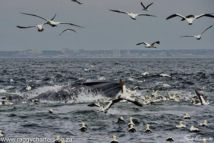 Whale, Dolphin & Penguin Island Cruise