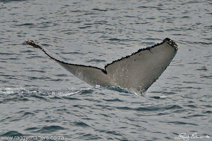 Whale, Dolphin & Penguin Island Cruise