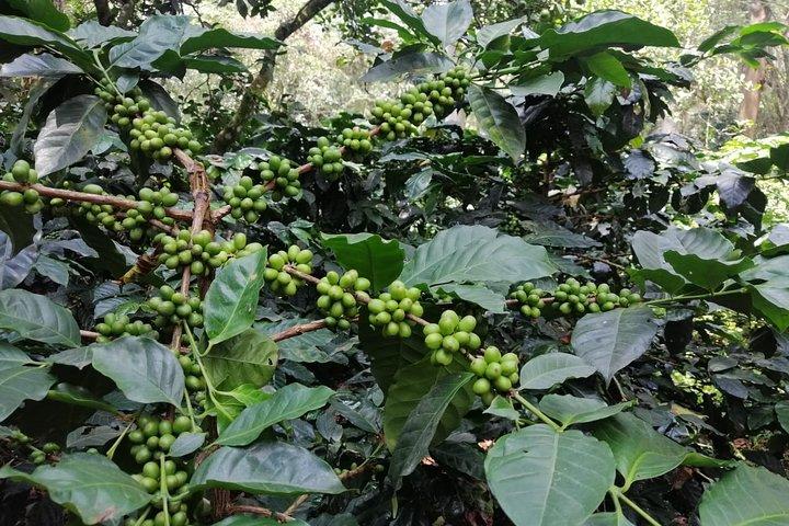 Coffee Farm Tour and beer tasting or a Choachí