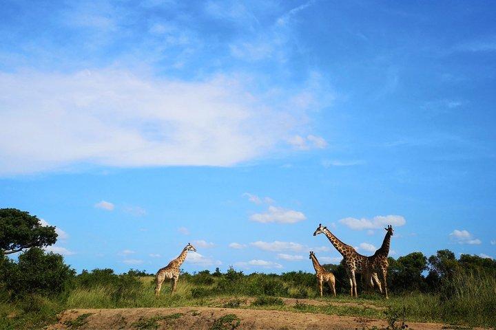 Durban: Hluhluwe Big 5 Budget Safari — Pro Zeiss Binoculars & Safari Guide Books