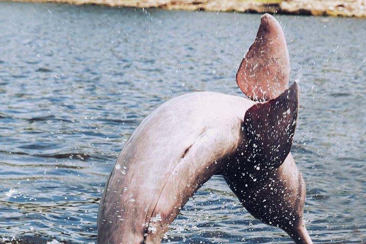Amazon Experience: meet a native village and swim with porpoises
