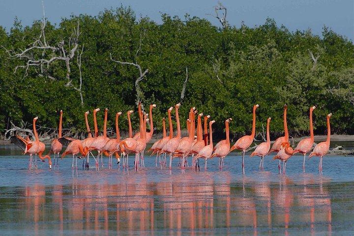 Pink Lake Tour from Las Coloradas with lunch and boat ride