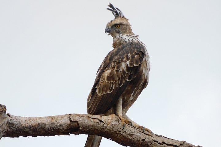 Bundala National Park Safari (PRIVATE TOURS)- Morning & Afternoon