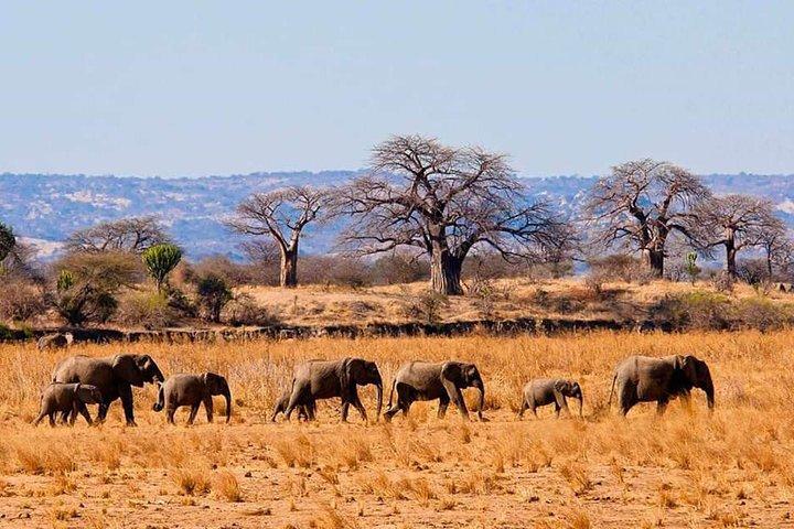 2 Days Guided Tour in Tarangire and Ngorongoro Crater