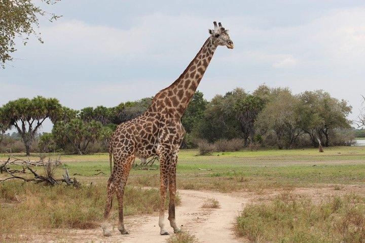 2 Days Guided Tour in Tarangire and Ngorongoro Crater