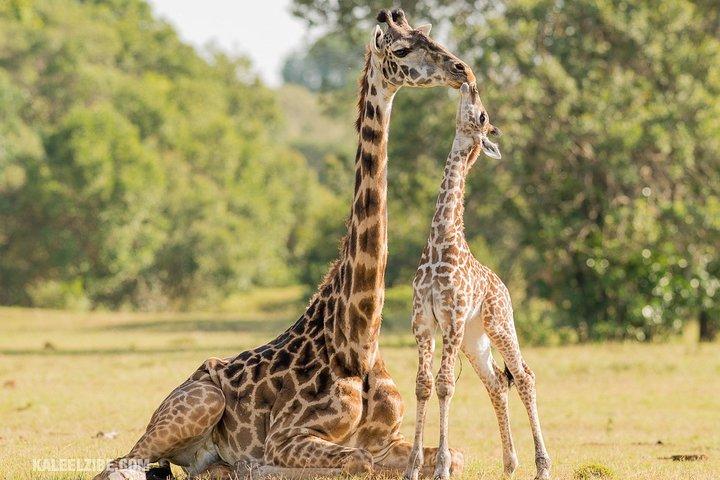 Cape Town 2-Days Overnight Aquilla Safari game Reserve