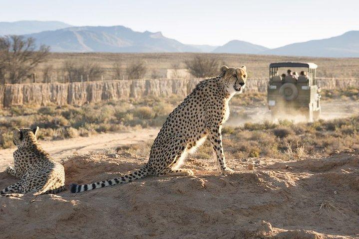 Cape Town 2-Days Overnight Aquilla Safari game Reserve