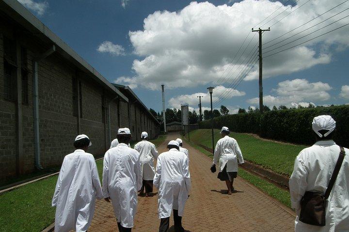 Coffee Farm Half-Day Tour in Kenya