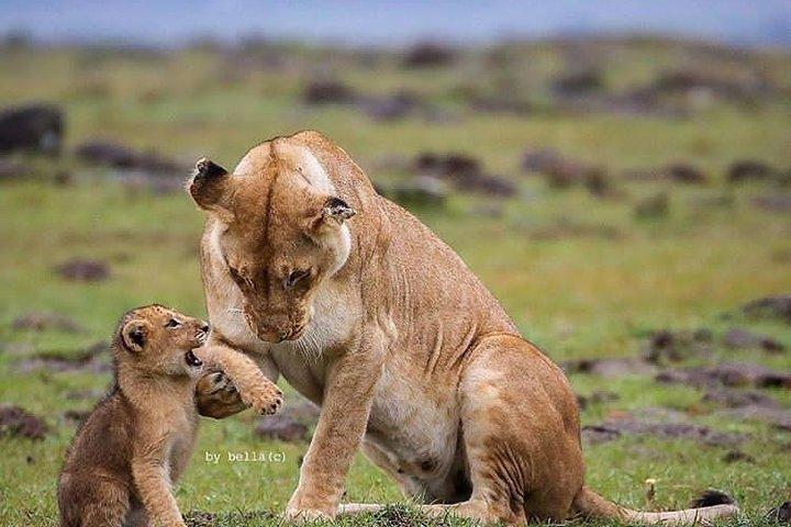 2-Day Tanzania Small-Group Safari from Arusha
