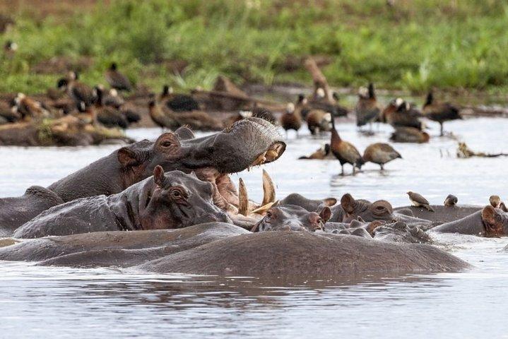 2-Day Tanzania Small-Group Safari from Arusha