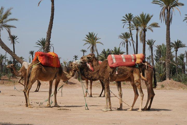 Private Palm Grove Camel Ride With A Tea Break.