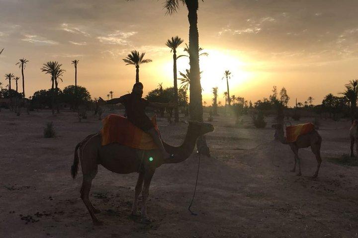 Private Palm Grove Camel Ride With A Tea Break.