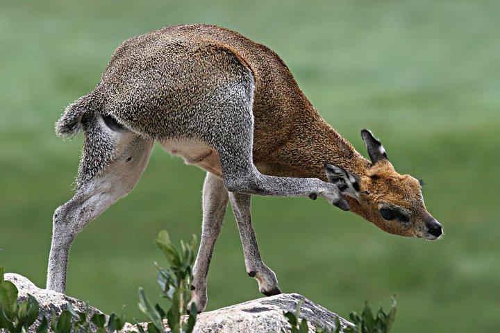 5 Days Honey Moon Safari Tanzania