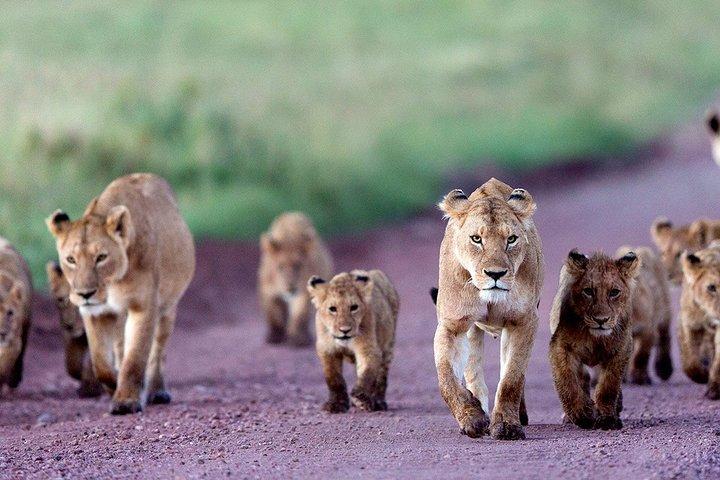 2-Day Lodge Safari with Hotel Pickup in Arusha