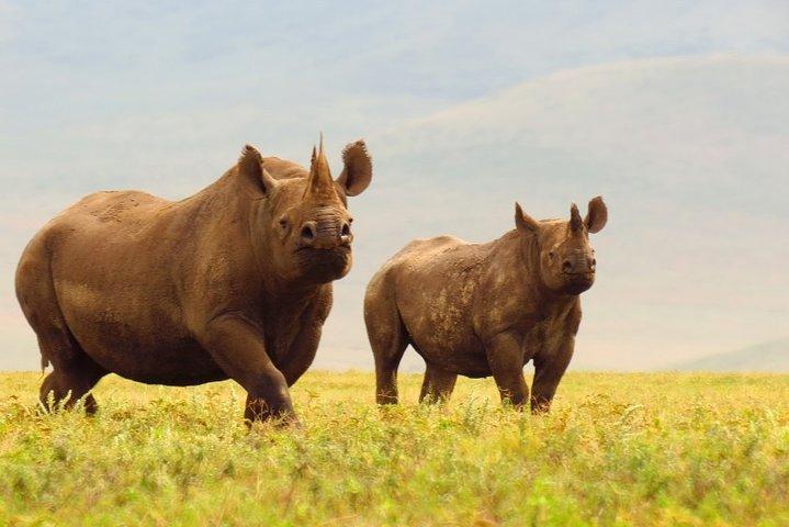 2-Day Lodge Safari with Hotel Pickup in Arusha
