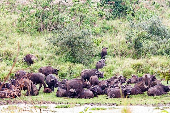2-Day Lodge Safari with Hotel Pickup in Arusha