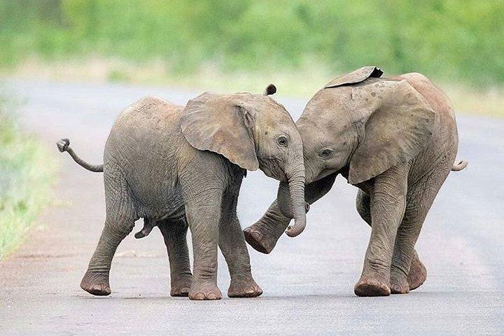 Private 2 Day Wildlife Safari Tour of Ngorongoro Crater & Tarangire
