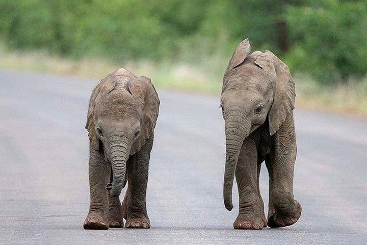 Private 2 Day Wildlife Safari Tour of Ngorongoro Crater & Tarangire