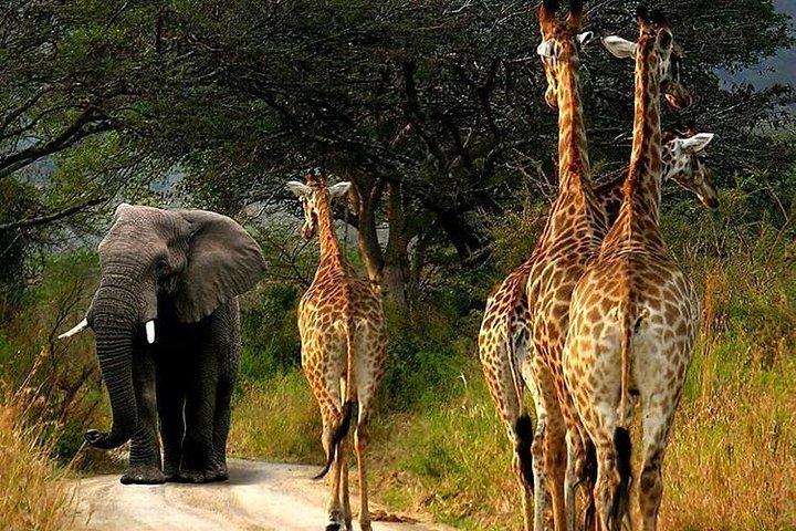 Private 2 Day Wildlife Safari Tour of Ngorongoro Crater & Tarangire