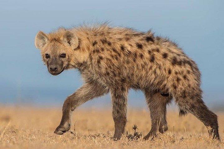 Private 2 Day Wildlife Safari Tour of Ngorongoro Crater & Tarangire