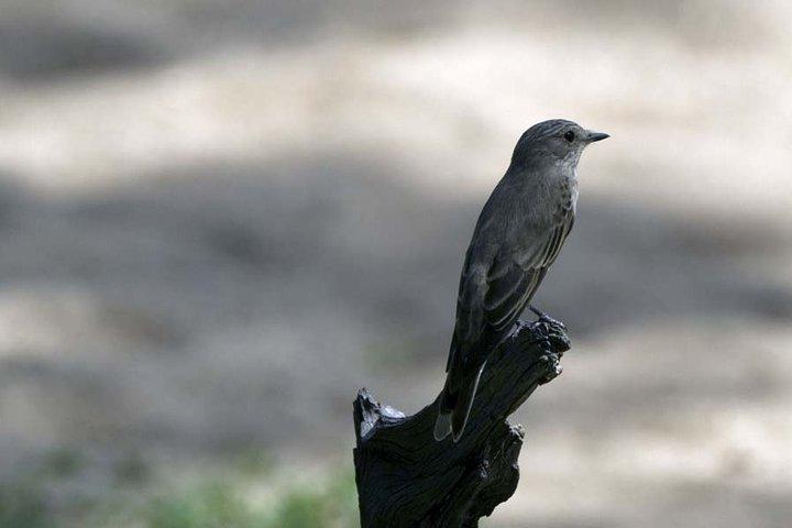 3 Days Lodge Serenegeti & Ngorongoro Crater