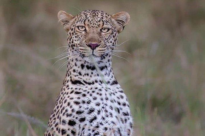 3 Days Private Lodge Serengeti Migration Safari