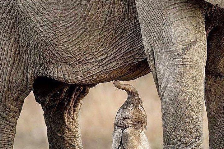 3 Days Private Lodge Serengeti Migration Safari