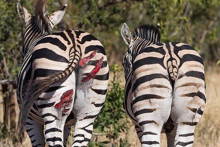 3 Days Private Lodge Serengeti Migration Safari