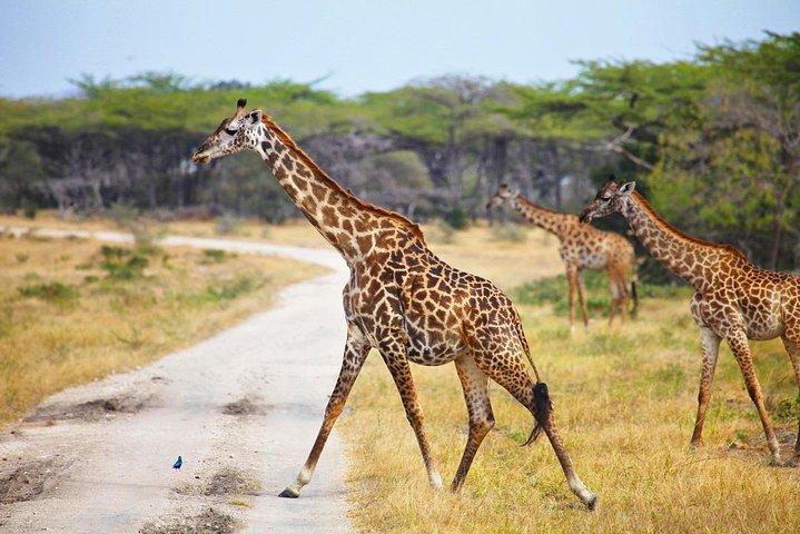 7 Days Camping Safari To Lake Manyara, Serengeti, Ngorongoro Crater & Tarangire