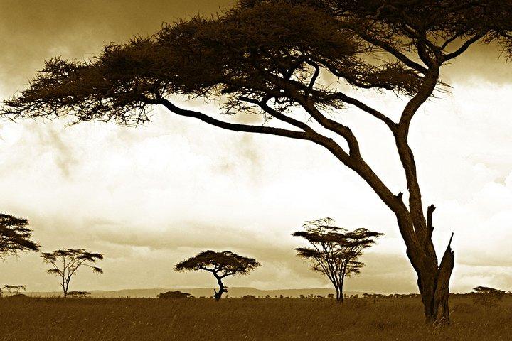3 Days Private Serengeti and Ngorongoro Safari