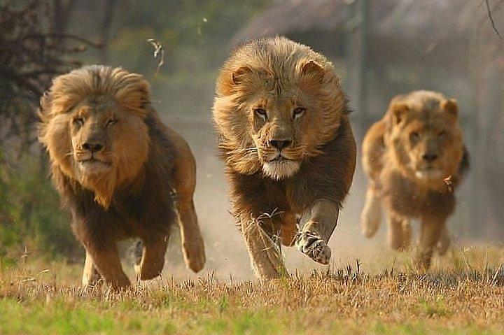 Private 3 Day Luxury Wildlife Migration Safari