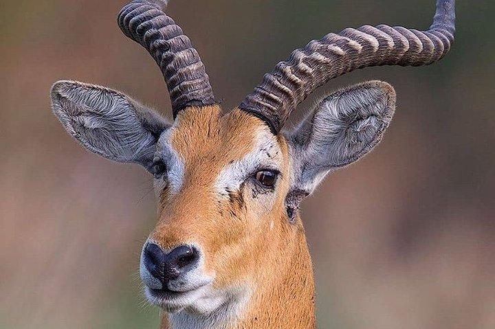 Private 3 Day Luxury Wildlife Migration Safari