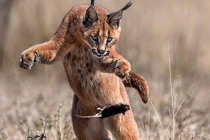 Private 3 Day Luxury Wildlife Migration Safari
