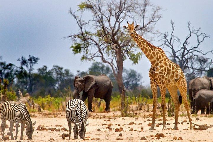 4-Day Discover Maasai Mara and Lake Nakuru Safari on 4x4 Jeep