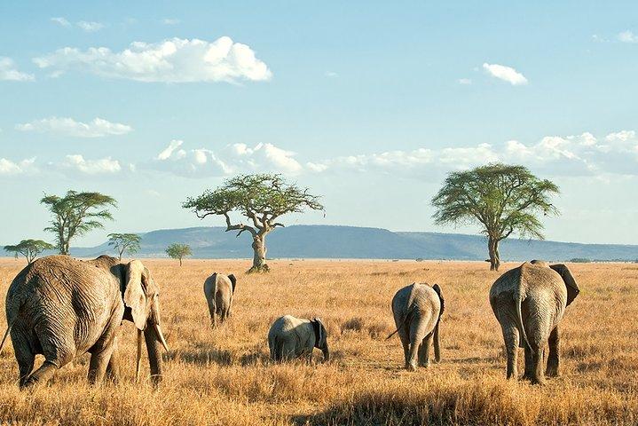 9-Day Taste of Kenya Wildlife Luxury Safari