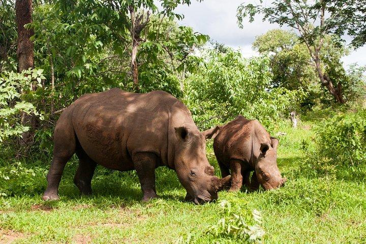 Rhino Walking Safari at Mosi-oa-Tunya National Park