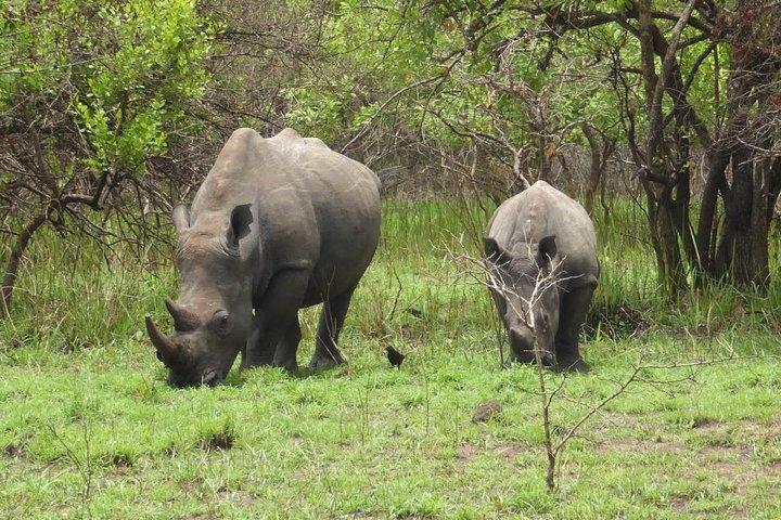 Rhino Walking Safari at Mosi-oa-Tunya National Park