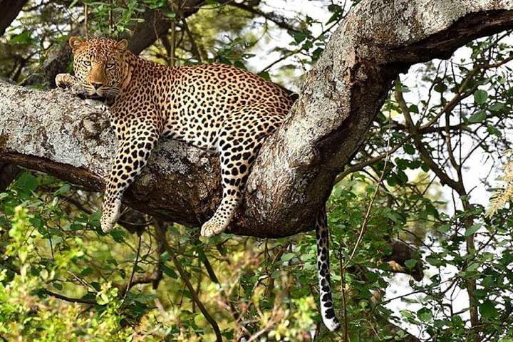3-Day Meru National Park Private Guided Safari Tour