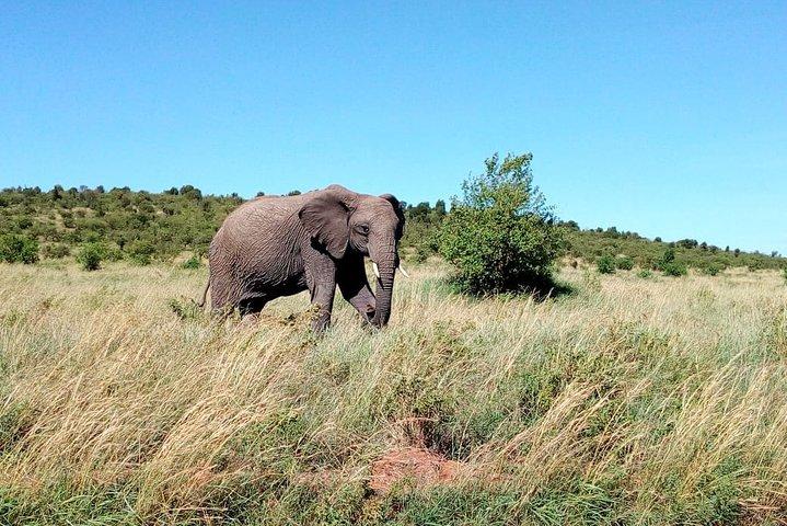 3-Day Meru National Park Private Guided Safari Tour