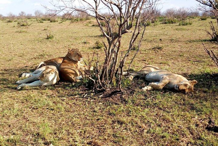 3-Day Meru National Park Private Guided Safari Tour