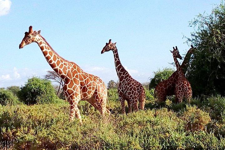3-Day Meru National Park Private Guided Safari Tour